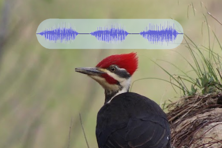 Pileated woodpecker with waveform of its call